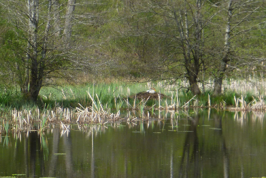 Hallandsåsen maj 2014