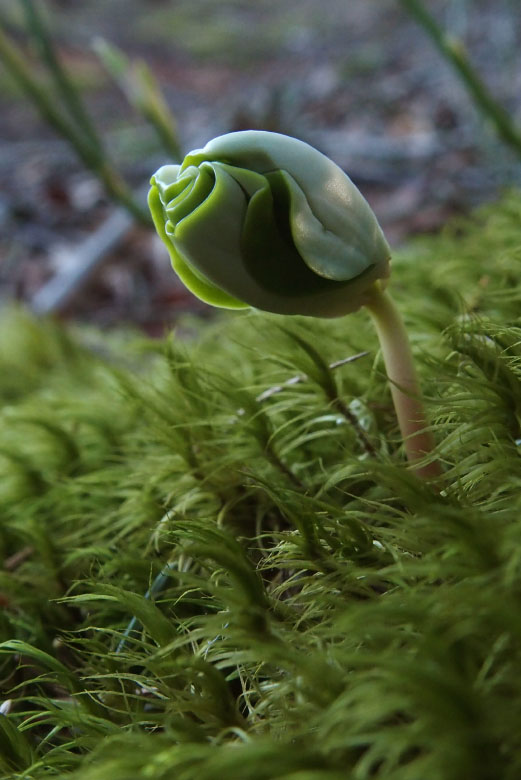         Skåneleden april 2015