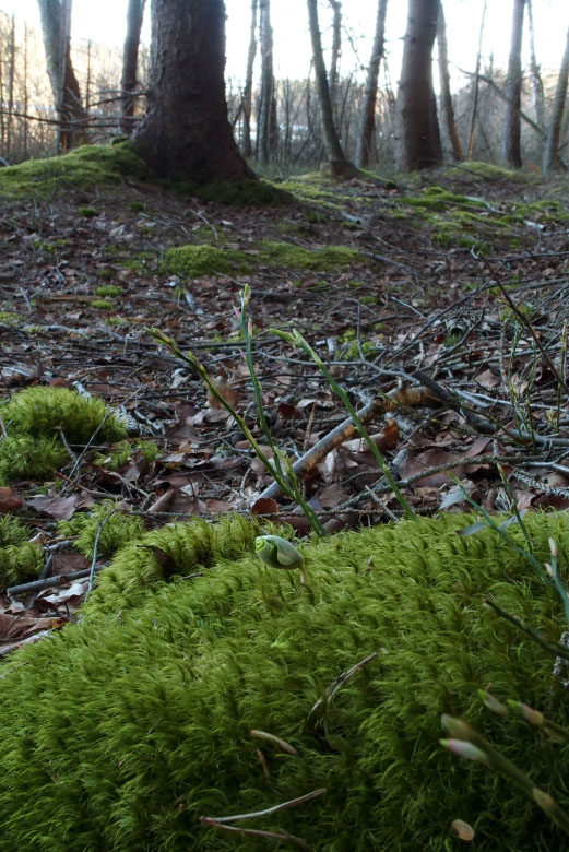         Skåneleden april 2015