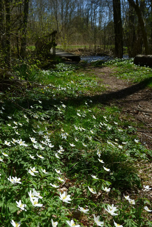         Skåneleden april 2015
