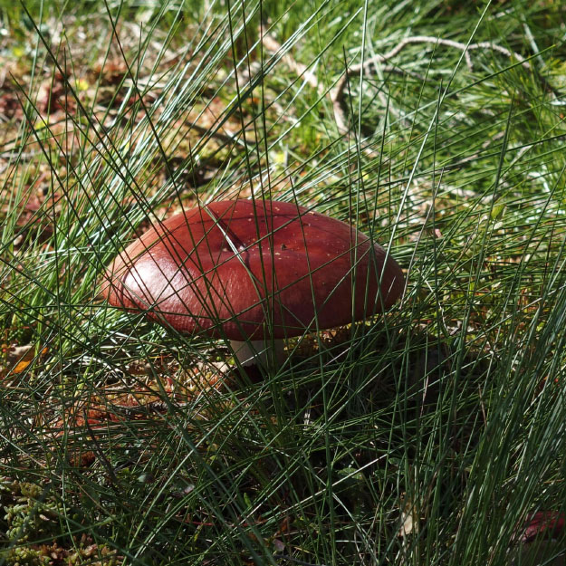 Söderåsen