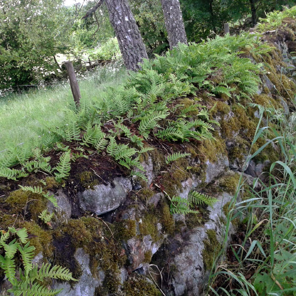 Småland juni 2015
