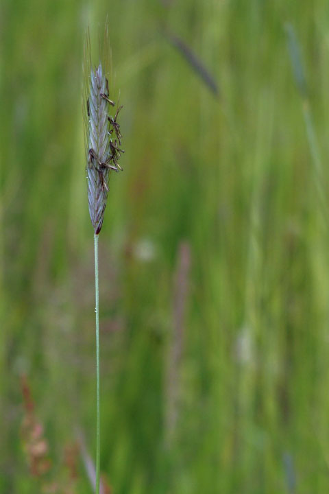 Småland juni 2015