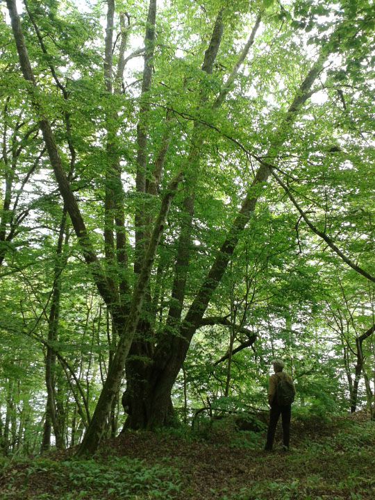 Småland juni 2015