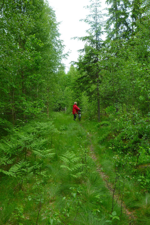 Småland juni 2015