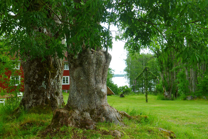 Småland juni 2015