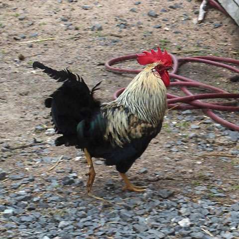 Småland juni 2015