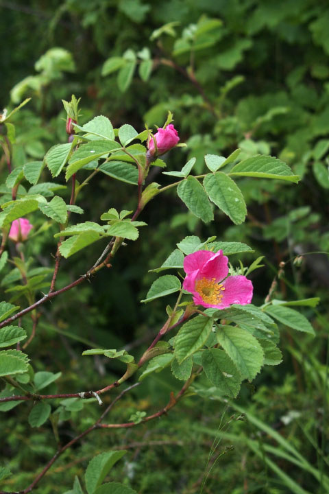 Småland juni 2015