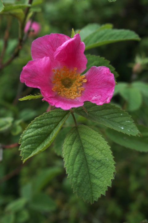 Småland juni 2015