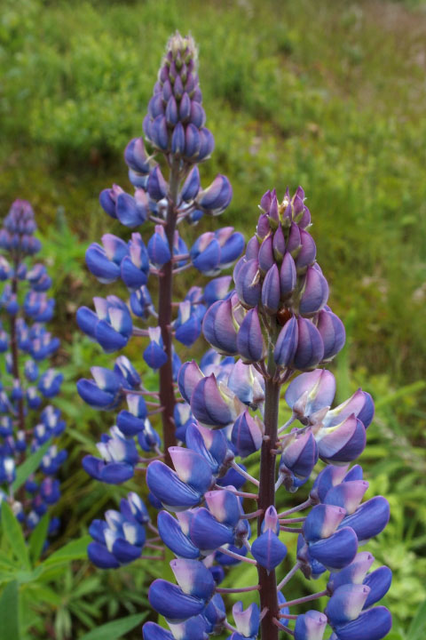 Småland juni 2015